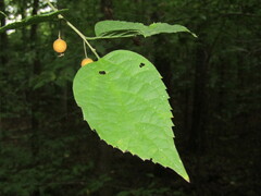 Celtis tenuifolia