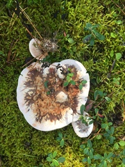 Hydnellum peckii