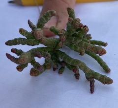 Salicornia rubra