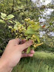 Malus toringo
