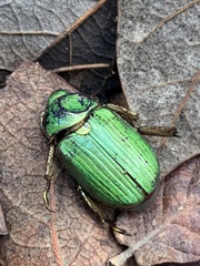 Chrysina lecontei
