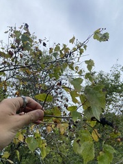 Crataegus phaenopyrum