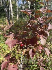 Viburnum edule