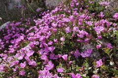 Epilobium obcordatum