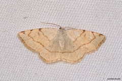 Stegania trimaculata