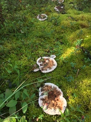 Hydnellum peckii