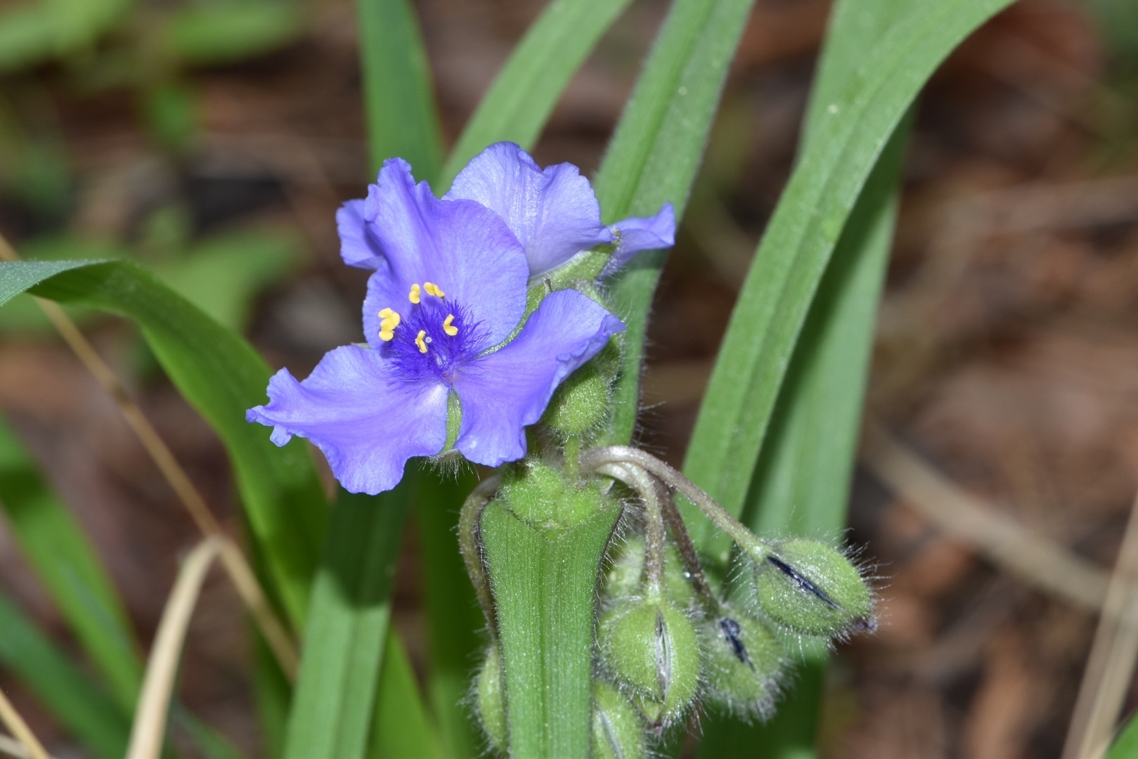 Tradescantia hirsutiflora