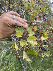 Crataegus phaenopyrum