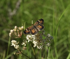 Phyciodes phaon