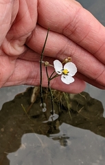 Sagittaria teres