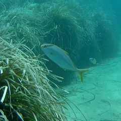 Seriola dumerili