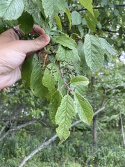 Prunus americana