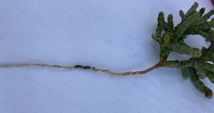 Salicornia rubra