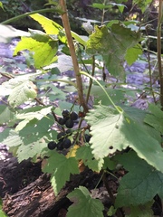 Ribes hudsonianum