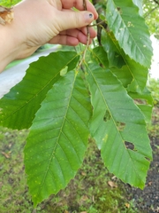 Castanea mollissima