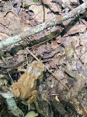 Anaxyrus americanus