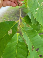 Castanea mollissima