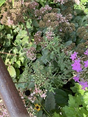 Anthidium oblongatum