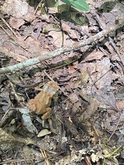 Anaxyrus americanus