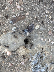 Anoplolepis steingroeveri