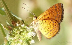 Calephelis braziliensis