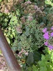 Anthidium oblongatum