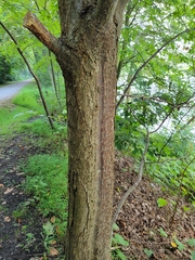 Castanea mollissima