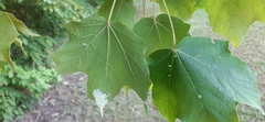 Insecta