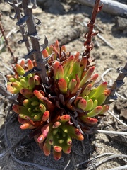 Dudleya