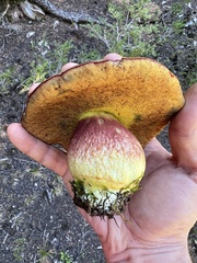 Boletus smithii