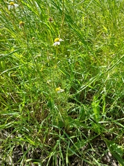 Matricaria chamomilla