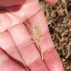 Hordeum murinum