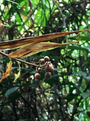Flagellaria indica