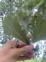 Quercus