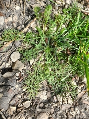 Matricaria chamomilla