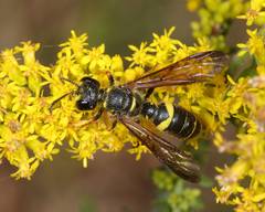 Cerceris atramontensis
