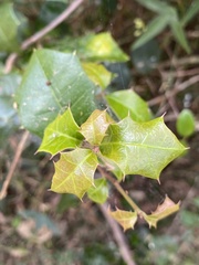 Alchornea ilicifolia