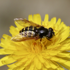 Sericomyia chalcopyga