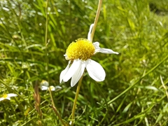 Matricaria chamomilla