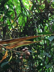 Flagellaria indica