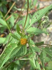 Bidens connata