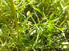 Matricaria chamomilla