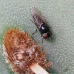 Milichiidae