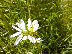 Matricaria chamomilla