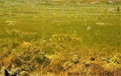 Contusus brevicaudus