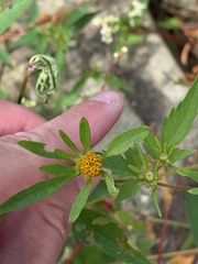 Bidens connata