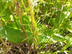 Matricaria chamomilla