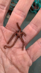 Ophiothrix spiculata