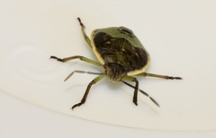 Chlorochroa