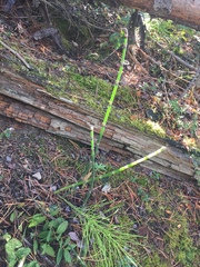 Equisetum hyemale